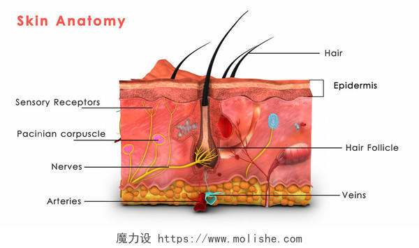 生物人体教学身体皮肤器官图